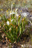 Strandnarcis (Pancratium maritimum)