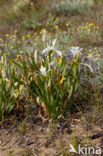 Strandnarcis (Pancratium maritimum)