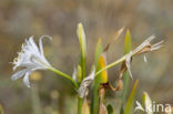 Strandnarcis (Pancratium maritimum)