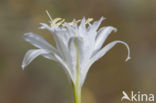 Strandnarcis (Pancratium maritimum)