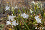 Strandnarcis (Pancratium maritimum)