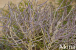 Strandviolier (Matthiola sinuata)