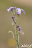 Strandviolier (Matthiola sinuata)