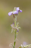 Strandviolier (Matthiola sinuata)