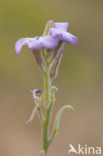 Strandviolier (Matthiola sinuata)