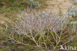 Strandviolier (Matthiola sinuata)