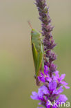 Tricolor Locust (Paracinema tricolor)