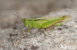 Tricolor Locust (Paracinema tricolor)