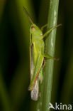 Tricolor Locust (Paracinema tricolor)