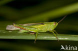 Tricolor Locust (Paracinema tricolor)