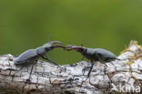 Vliegend hert (Lucanus cervus)