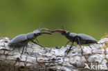 Vliegend hert (Lucanus cervus)