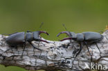 Vliegend hert (Lucanus cervus)