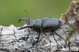 Vliegend hert (Lucanus cervus)