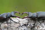 Vliegend hert (Lucanus cervus)