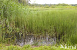 Waterlepeltje (Ludwigia palustris) 