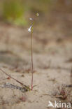 Waterlobelia (Lobelia dortmanna) 