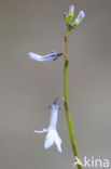 Waterlobelia (Lobelia dortmanna) 