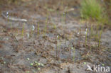 Waterlobelia (Lobelia dortmanna) 