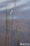 Waterlobelia (Lobelia dortmanna) 