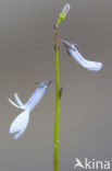 Waterlobelia (Lobelia dortmanna) 