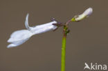 Waterlobelia (Lobelia dortmanna) 