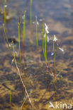 Waterlobelia (Lobelia dortmanna) 