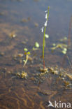 Waterlobelia (Lobelia dortmanna) 