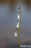 Waterlobelia (Lobelia dortmanna) 