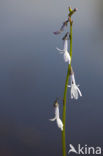 Waterlobelia (Lobelia dortmanna) 