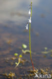 Waterlobelia (Lobelia dortmanna) 