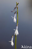 Waterlobelia (Lobelia dortmanna) 