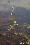 Waterlobelia (Lobelia dortmanna) 