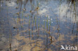 Waterlobelia (Lobelia dortmanna) 