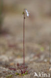 Waterlobelia (Lobelia dortmanna) 