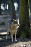 Wolf (Canis lupus)