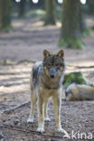 Wolf (Canis lupus)