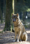 Wolf (Canis lupus)