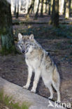 Wolf (Canis lupus)