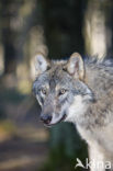 Wolf (Canis lupus)