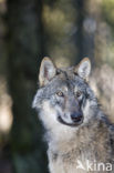 Wolf (Canis lupus)