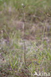 Zaagblad (Serratula tinctoria) 