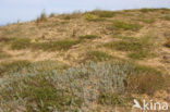 Zeerupsklaver (Medicago marina)