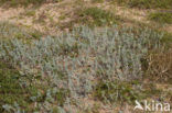 Zeerupsklaver (Medicago marina)