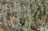 Zeerupsklaver (Medicago marina)