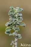 Zeerupsklaver (Medicago marina)