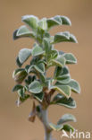 Zeerupsklaver (Medicago marina)