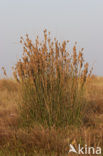 Zeerus (Juncus maritimus)