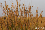 Zeerus (Juncus maritimus)