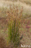 Zeerus (Juncus maritimus)